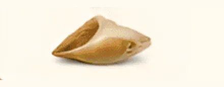 Shell-shaped pasta on a plain background.