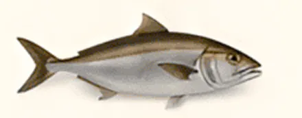 Illustration of a fish on plain background.