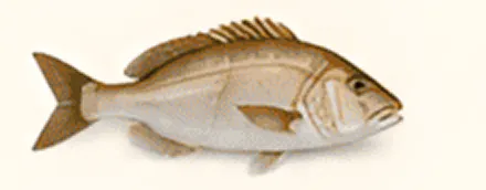 Illustration of a fish with detailed features.