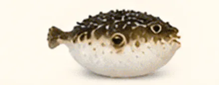 Pufferfish with spiky back and round body.