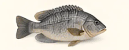 Gray fish with textured scales and fins.