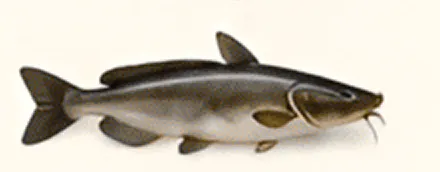 Illustration of a catfish on white background.