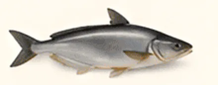 Silver fish with two dorsal fins displayed.