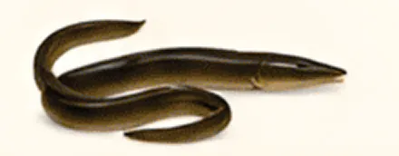 Dark brown eel on a light background.