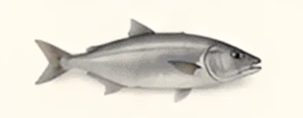 Gray fish on a plain background.