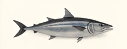 Illustration of a blue and silver fish.