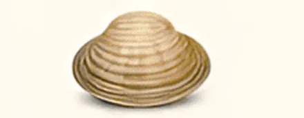 Brown, ridged, dome-shaped shell on white background.