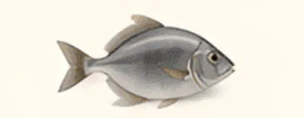 Silver fish with prominent fins, side view.