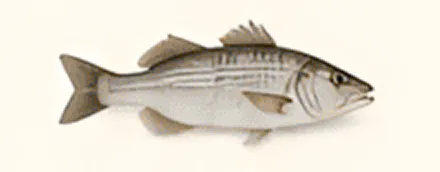 Striped fish with a silvery white body.