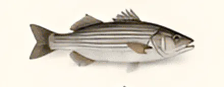 Striped fish illustration on a plain background.