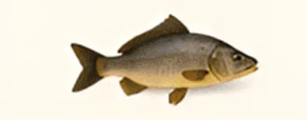 Illustration of a fish with fins.