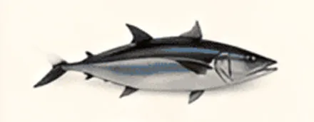Illustration of a tuna fish swimming.