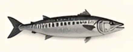 Illustration of a mackerel fish.