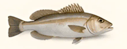 Illustration of a fish with dorsal fins.