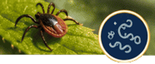 Tick on leaf with circular emblem nearby.