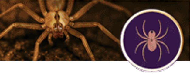 Brown spider with a circular spider emblem.