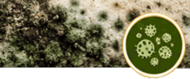 Mold growth with magnified view of spores.