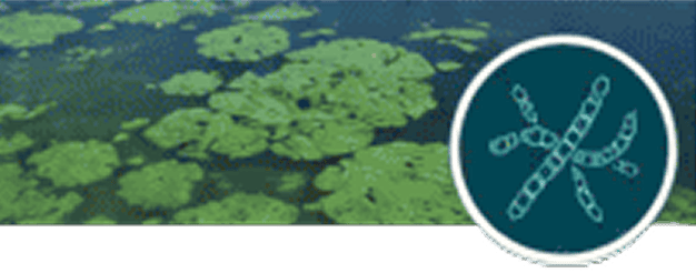 Algae blooms on water with diagram inset.