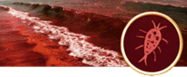 Red tide ocean wave with microorganism icon.